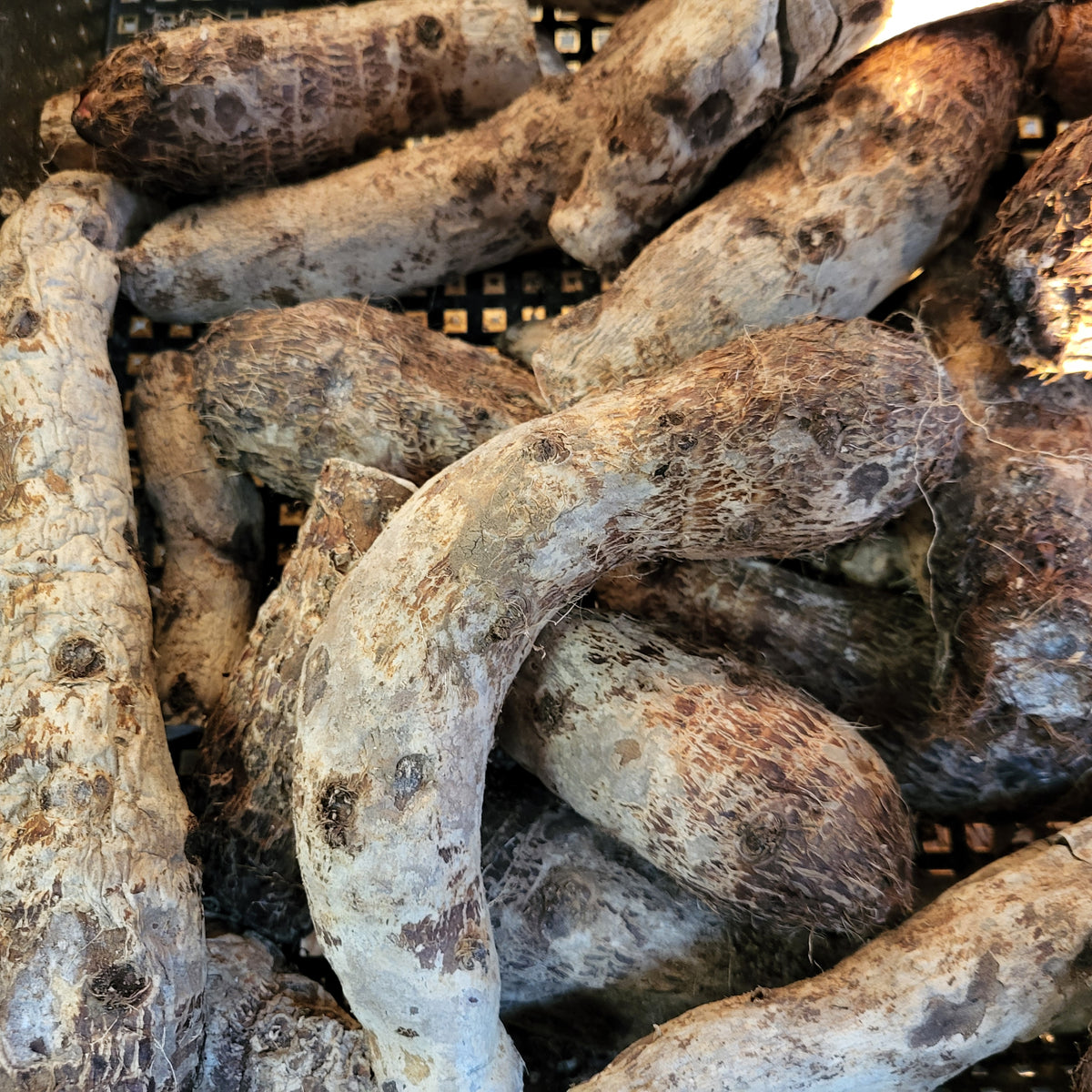 Malanga Blanca / 1Lb